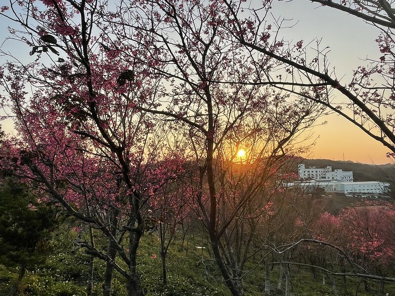 【台灣,桃園市,楊梅區】好美的賞櫻秘境~秀才登山步道。
