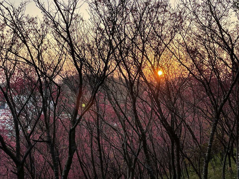 【台灣,桃園市,楊梅區】好美的賞櫻秘境~秀才登山步道。