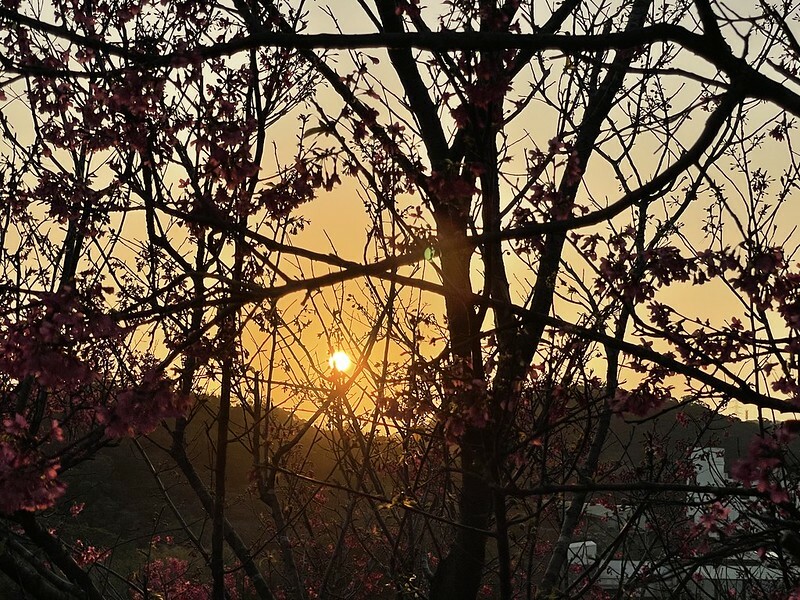 【台灣,桃園市,楊梅區】好美的賞櫻秘境~秀才登山步道。