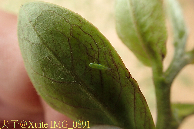 IMG_0891.jpg - 2016 長生製茶廠 - 東方美人茶 2016/05/26