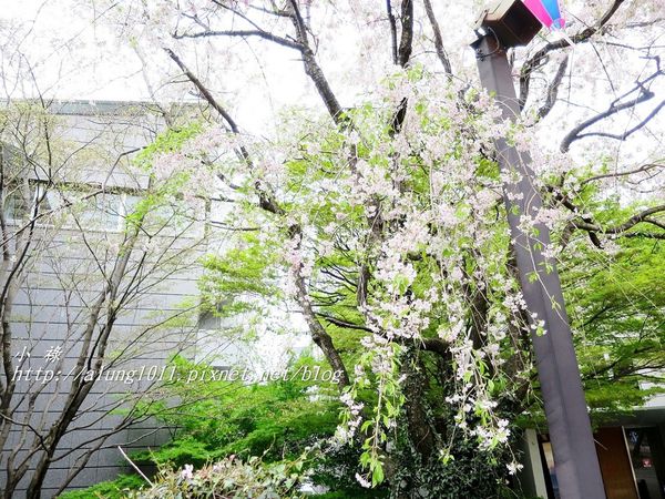 東京櫻花集錦 (61).JPG