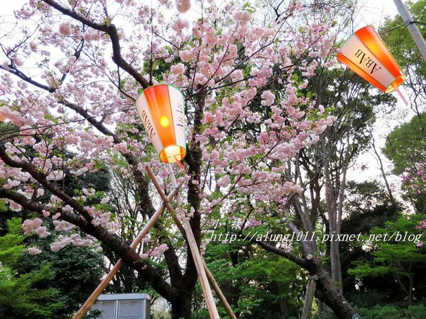 東京櫻花集錦 (79).JPG