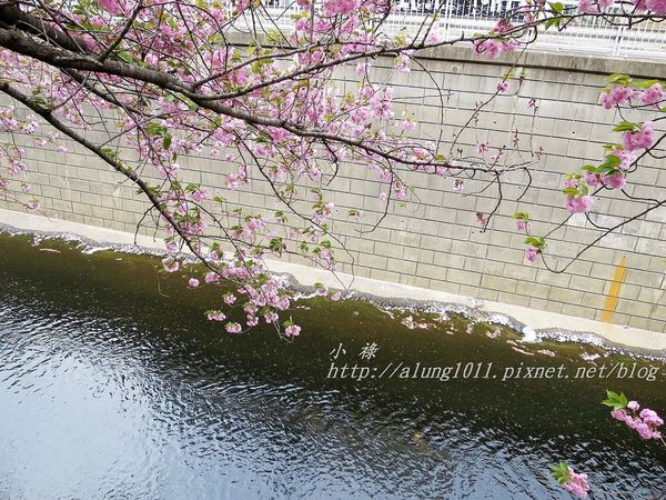 東京櫻花集錦 (74).JPG