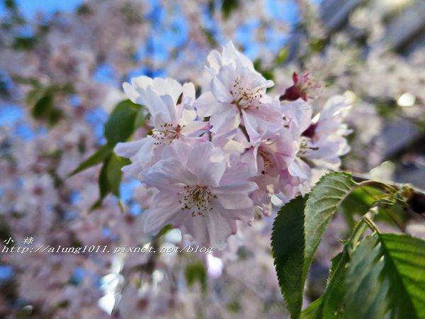 東京櫻花集錦 (20).jpg
