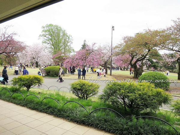 東京櫻花集錦 (32).jpg