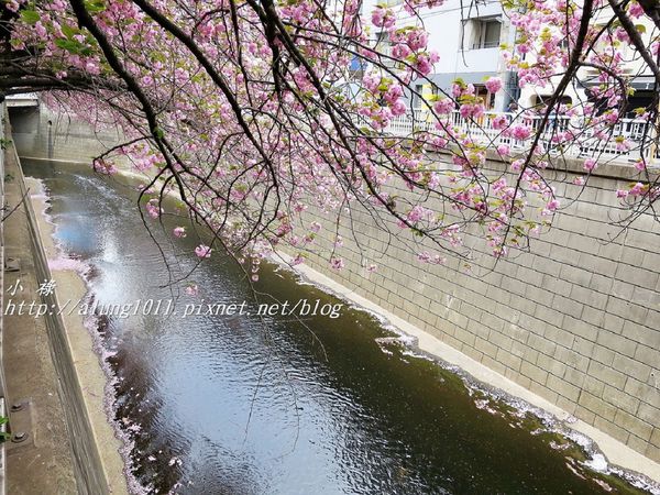 東京櫻花集錦 (76).JPG