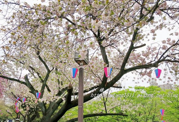 東京櫻花集錦 (56).JPG