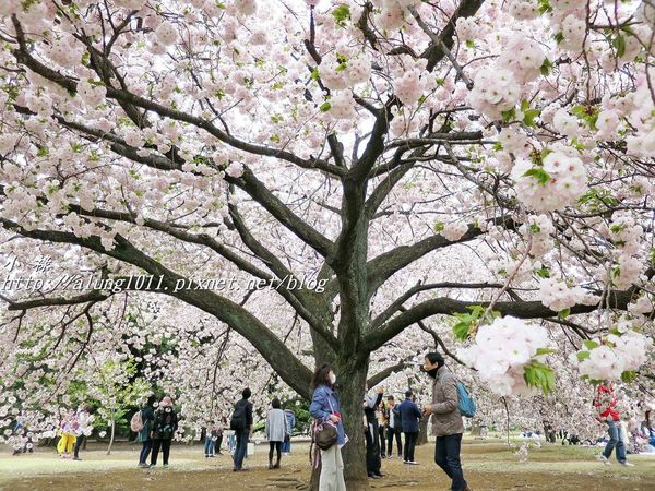 東京櫻花集錦 (44).JPG