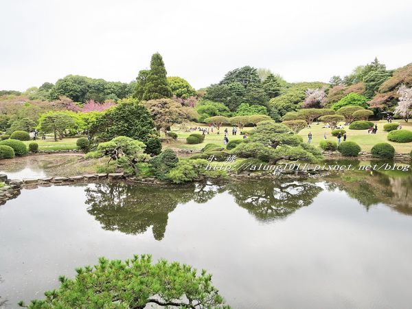 東京櫻花集錦 (30).jpg