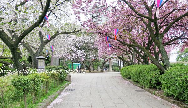 東京櫻花集錦 (64).JPG