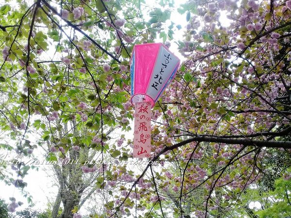 櫻花集錦 (88).jpg