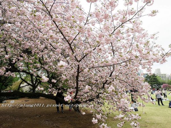 東京櫻花集錦 (36).jpg