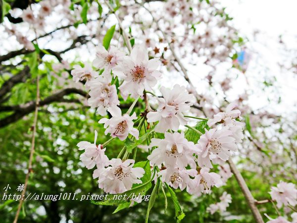 東京櫻花集錦 (62).JPG