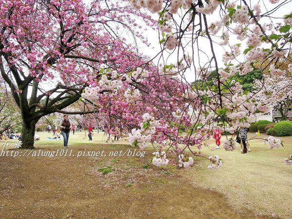 東京櫻花集錦 (47).JPG