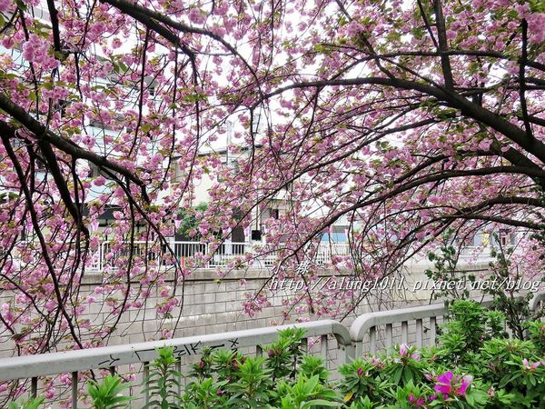 東京櫻花集錦 (72).JPG