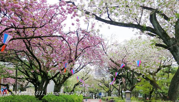 東京櫻花集錦 (57).JPG