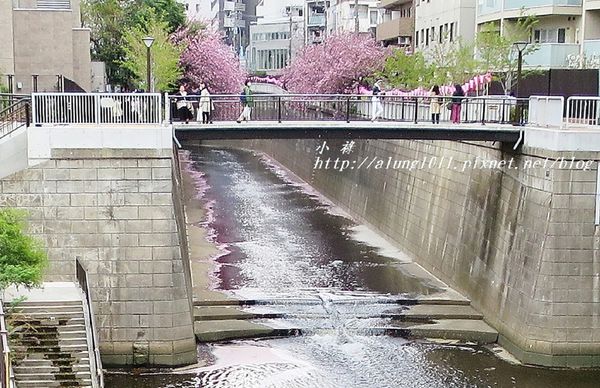 東京櫻花集錦 (78).jpg