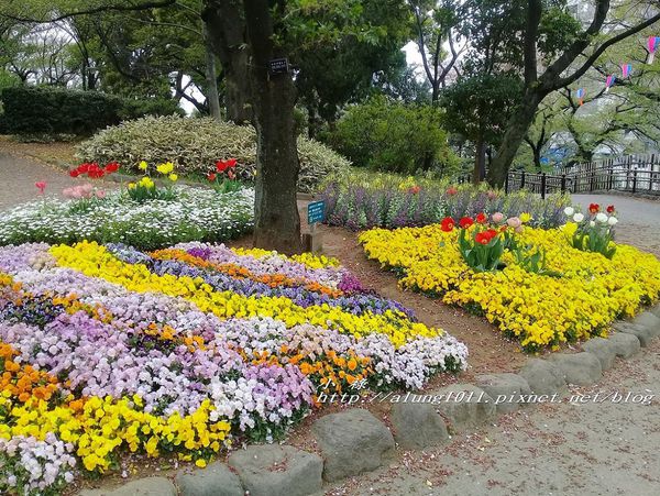 櫻花集錦 (90).jpg