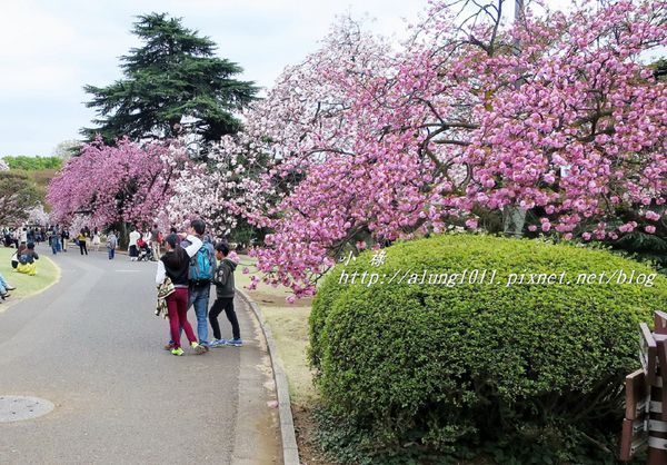 東京櫻花集錦 (80).JPG