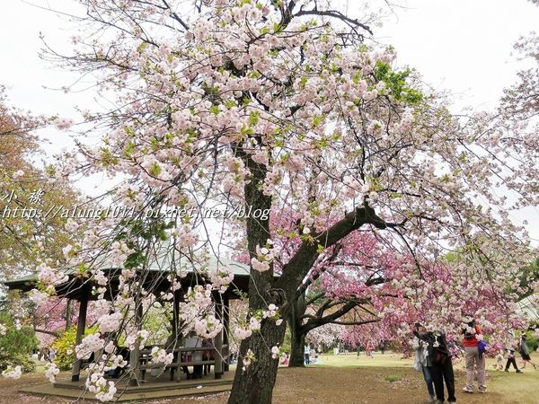 東京櫻花集錦 (41).JPG