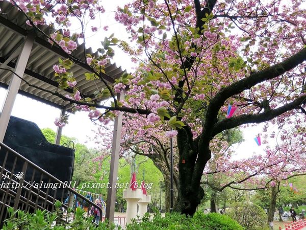 東京櫻花集錦 (59).JPG