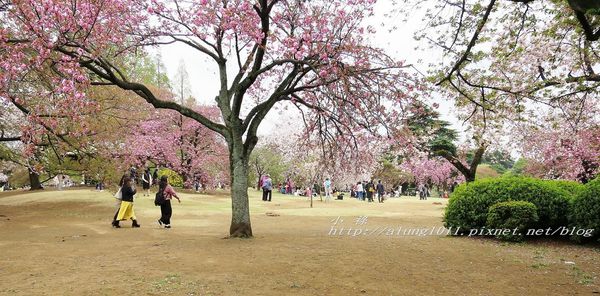 東京櫻花集錦 (34).jpg