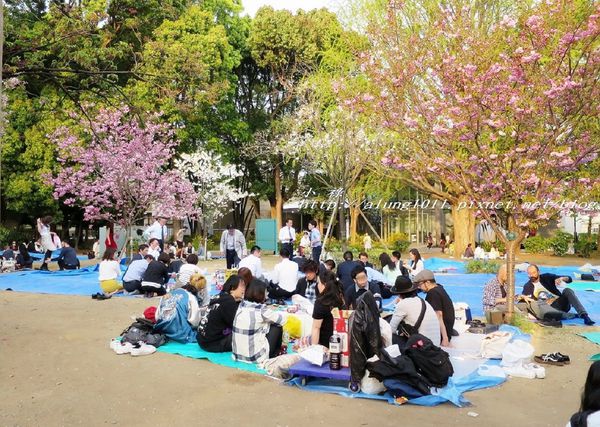 東京櫻花集錦 (14).jpg