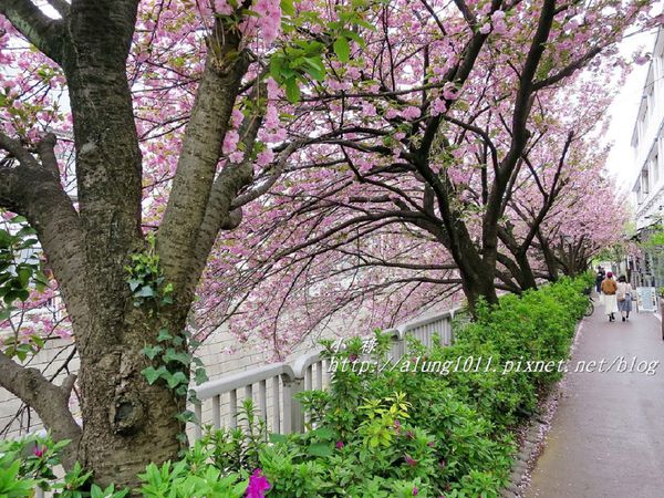 東京櫻花集錦 (73).JPG