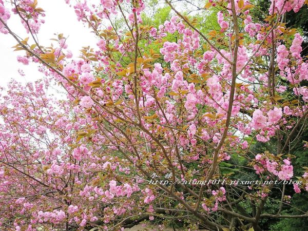 東京櫻花集錦 (25).jpg