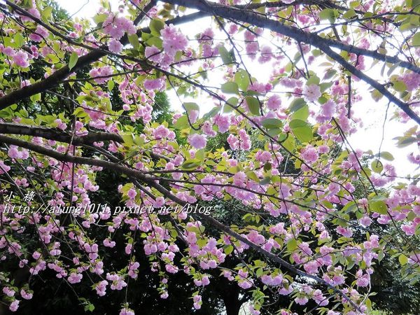 東京櫻花集錦 (52).JPG