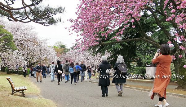 東京櫻花集錦 (48).jpg