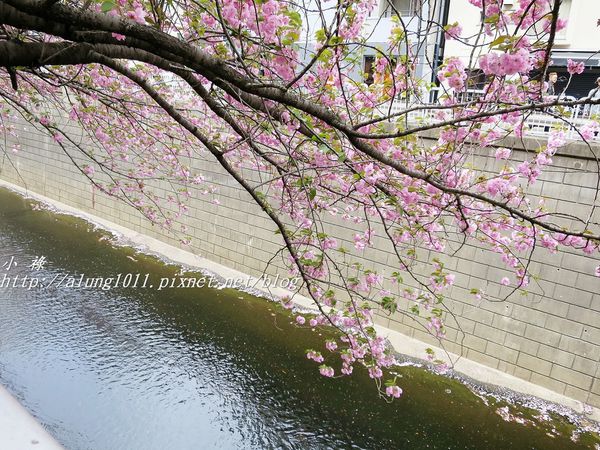 東京櫻花集錦 (82).JPG