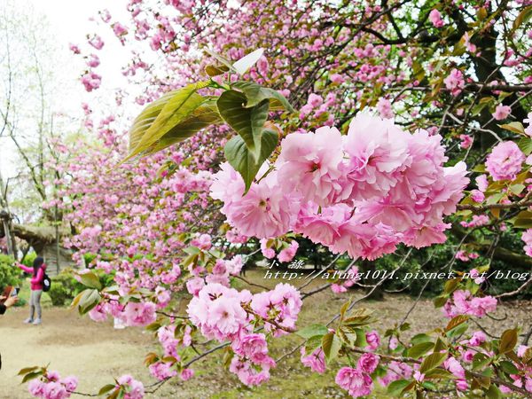 東京櫻花集錦 (26).jpg