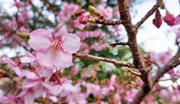 淺草寺：散策．浅草..
