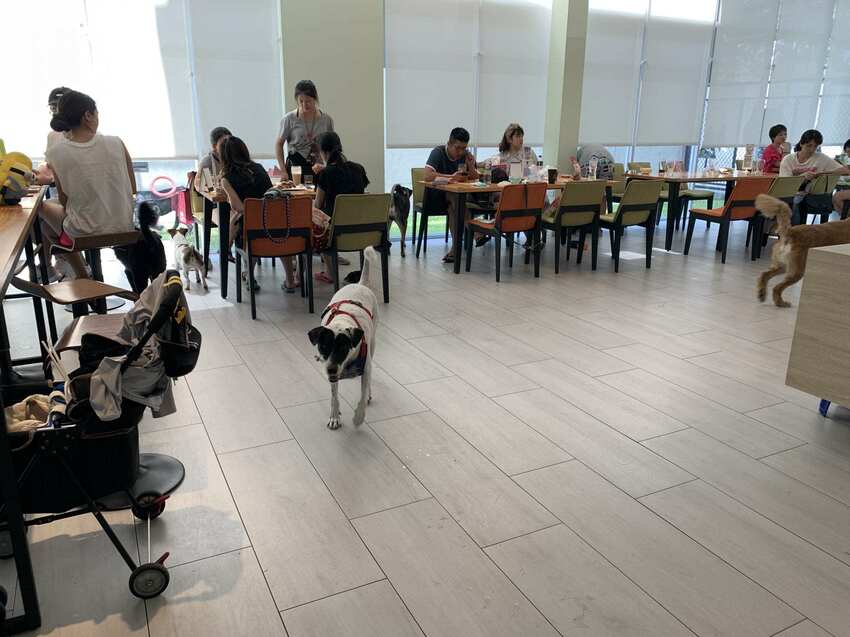 毛小孩專屬。寵物友善餐廳,餐點美味,超大空間讓毛孩奔跑,還有寵物游泳池。台中美食~丹尼的吃喝玩樂~