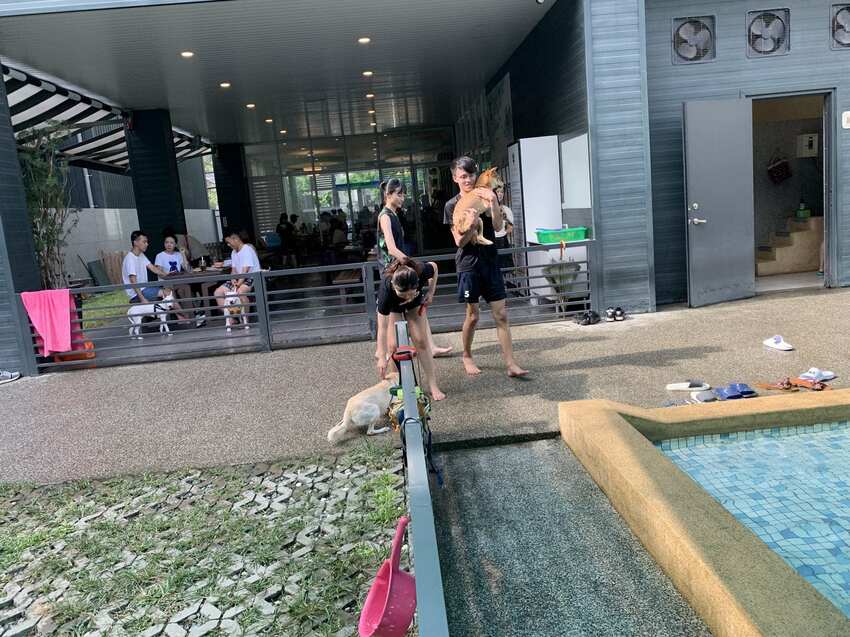 毛小孩專屬。寵物友善餐廳,餐點美味,超大空間讓毛孩奔跑,還有寵物游泳池。台中美食~丹尼的吃喝玩樂~