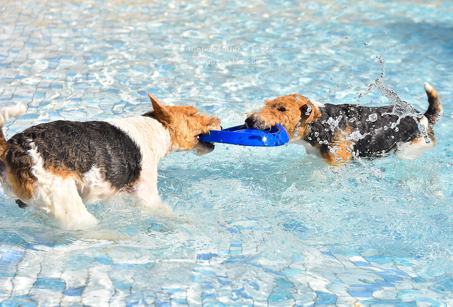 台中寵物餐廳le chien樂享森活31