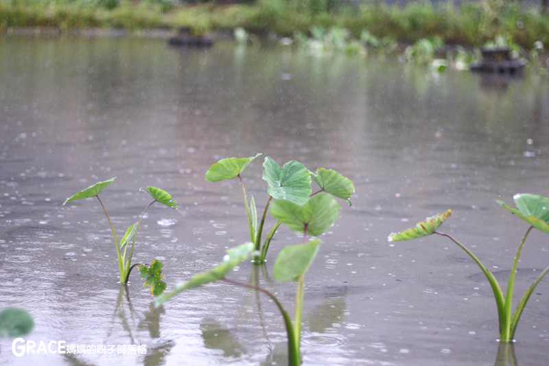 北部親子景點宜蘭-橫山頭休閒農業區-舊名蓮成觀光休閒農場-新名內城生態園區-大自然教室-DIY芋泥球-戶外野炊-網抓七彩魚-grace媽媽 (18).jpg