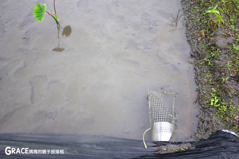 北部親子景點宜蘭-橫山頭休閒農業區-舊名蓮成觀光休閒農場-新名內城生態園區-大自然教室-DIY芋泥球-戶外野炊-網抓七彩魚-grace媽媽 (11).jpg