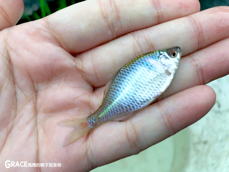 北部親子景點宜蘭-橫山頭休閒農業區-舊名蓮成觀光休閒農場-新名內城生態園區-大自然教室-DIY芋泥球-戶外野炊-網抓七彩魚-grace媽媽 (7).jpg