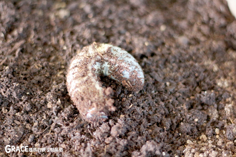 北部親子景點宜蘭-橫山頭休閒農業區-鳳凰宿甲蟲生態民宿-大自然教室-看甲蟲竹節蟲-生態導覽-夜宿小木屋-手作DIY檜木鑰匙圈-grace媽媽  (50).jpg