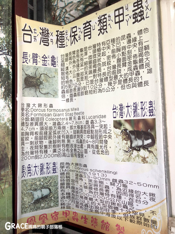 北部親子景點宜蘭-橫山頭休閒農業區-鳳凰宿甲蟲生態民宿-大自然教室-看甲蟲竹節蟲-生態導覽-夜宿小木屋-手作DIY檜木鑰匙圈-grace媽媽  (6).jpg