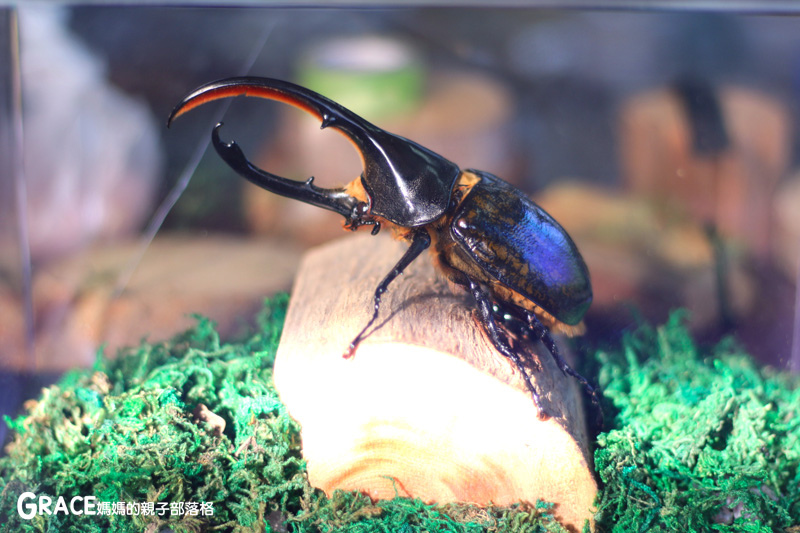 北部親子景點宜蘭-橫山頭休閒農業區-鳳凰宿甲蟲生態民宿-大自然教室-看甲蟲竹節蟲-生態導覽-夜宿小木屋-手作DIY檜木鑰匙圈-grace媽媽  (51).jpg