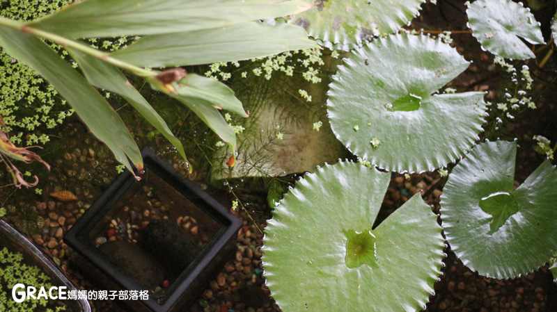 北部親子景點宜蘭-橫山頭休閒農業區-鳳凰宿甲蟲生態民宿-大自然教室-看甲蟲竹節蟲-生態導覽-夜宿小木屋-手作DIY檜木鑰匙圈-grace媽媽  (21).jpg