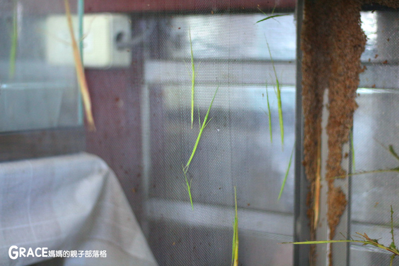 北部親子景點宜蘭-橫山頭休閒農業區-鳳凰宿甲蟲生態民宿-大自然教室-看甲蟲竹節蟲-生態導覽-夜宿小木屋-手作DIY檜木鑰匙圈-grace媽媽  (49).jpg