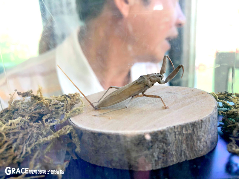 北部親子景點宜蘭-橫山頭休閒農業區-鳳凰宿甲蟲生態民宿-大自然教室-看甲蟲竹節蟲-生態導覽-夜宿小木屋-手作DIY檜木鑰匙圈-grace媽媽  (8).jpg