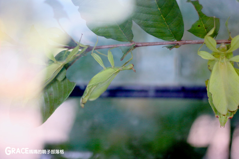 北部親子景點宜蘭-橫山頭休閒農業區-鳳凰宿甲蟲生態民宿-大自然教室-看甲蟲竹節蟲-生態導覽-夜宿小木屋-手作DIY檜木鑰匙圈-grace媽媽  (45).jpg