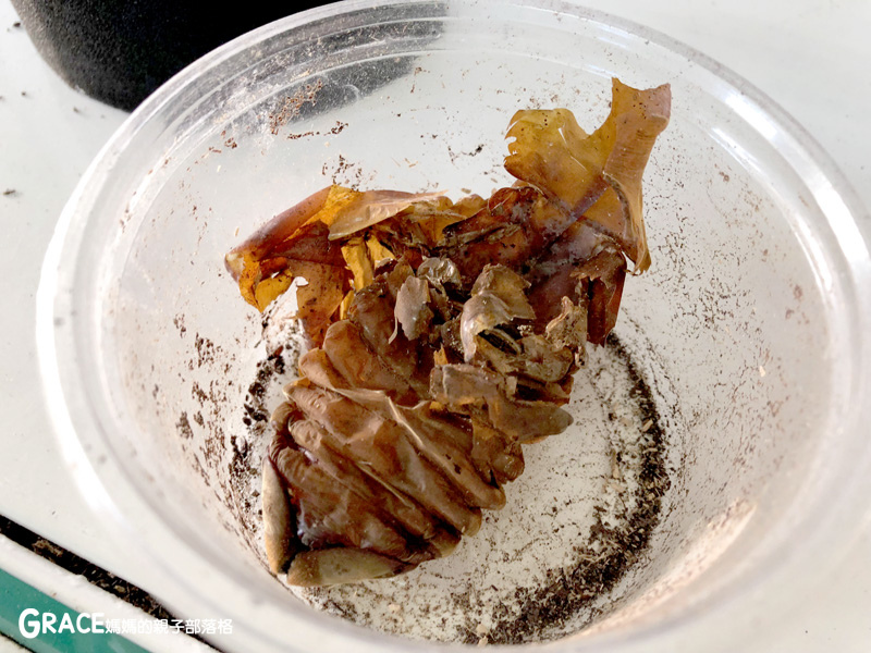 北部親子景點宜蘭-橫山頭休閒農業區-鳳凰宿甲蟲生態民宿-大自然教室-看甲蟲竹節蟲-生態導覽-夜宿小木屋-手作DIY檜木鑰匙圈-grace媽媽  (10).jpg