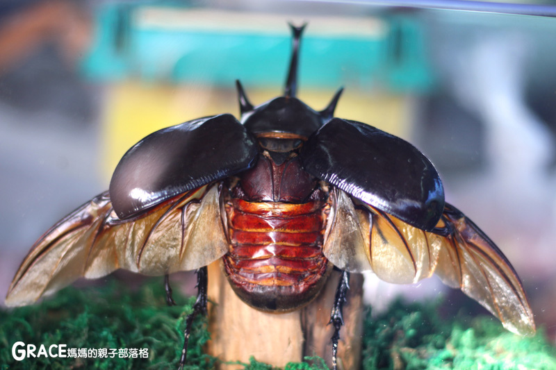 北部親子景點宜蘭-橫山頭休閒農業區-鳳凰宿甲蟲生態民宿-大自然教室-看甲蟲竹節蟲-生態導覽-夜宿小木屋-手作DIY檜木鑰匙圈-grace媽媽  (1).jpg