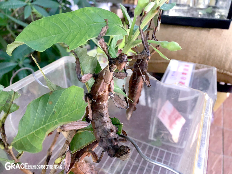 北部親子景點宜蘭-橫山頭休閒農業區-鳳凰宿甲蟲生態民宿-大自然教室-看甲蟲竹節蟲-生態導覽-夜宿小木屋-手作DIY檜木鑰匙圈-grace媽媽  (5).jpg